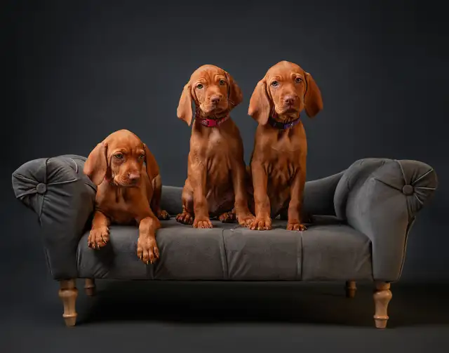 SOLD! One Sweet Male Vizsla Puppy Looking for His Forever Home in Dogs & Puppies for Rehoming in Markham / York Region - Image 8