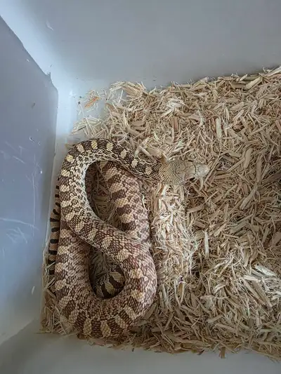 snakes for sale, View more