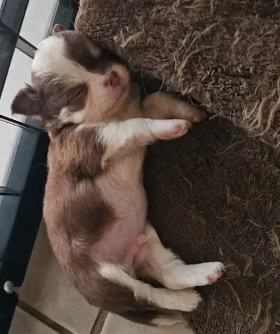 Long haired chihuahua puppies Parents on site Last two pictures are of the female The other pictures...