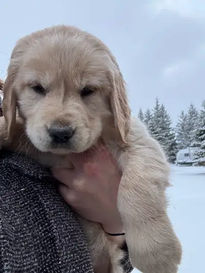 Puppies- Pure Golden Retrievers   left, View more