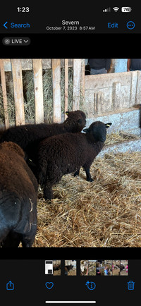 Two Baby doll Ewes
