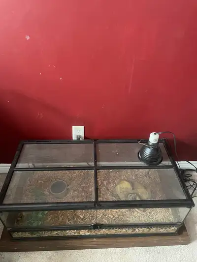 Corn snake and setup for sale, View more