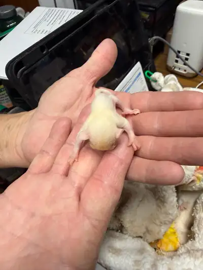 Rare beautiful and extremely adorable white sugar glider ready to go in a few weeks. She will make a...