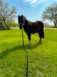 Registered Yearling mini horse