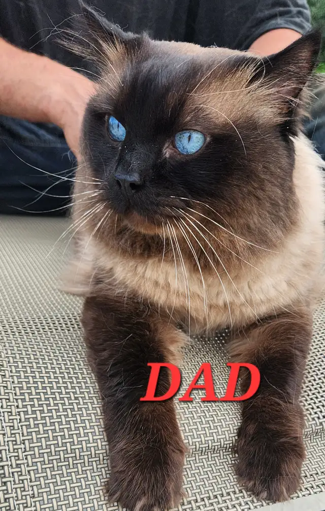 Top‑Quality Ragdoll Male Stud❤️