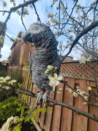 Missing-Mississauga Kennedy and Dakota African grey Congo May