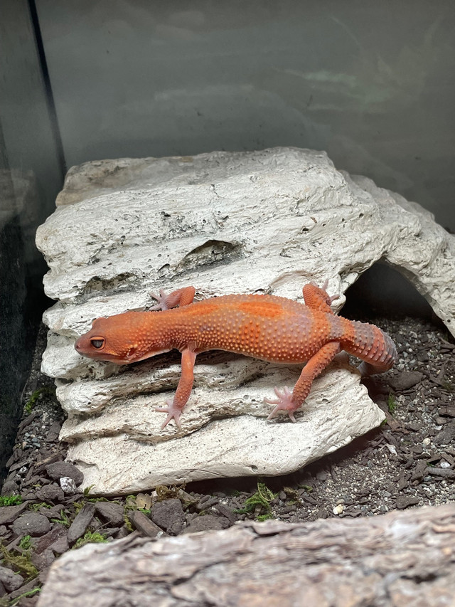 Baby leopard geckos  in Other Pets for Rehoming in Parksville / Qualicum Beach