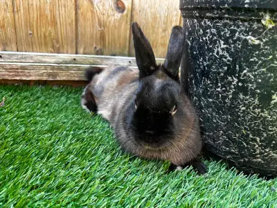 Mini Rex Rabbit, View more