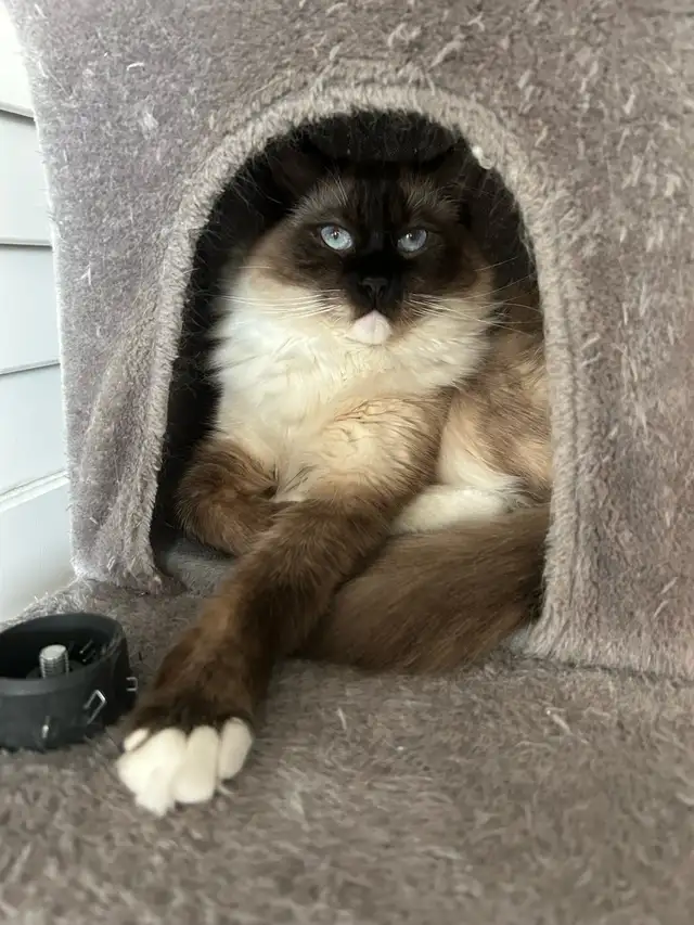 These Beautiful Ragdolls Need A Home