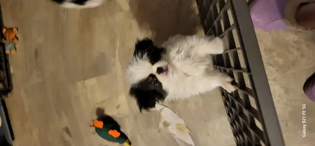 JAPANESE CHIN in Dogs & Puppies for Rehoming in Calgary - Image 10