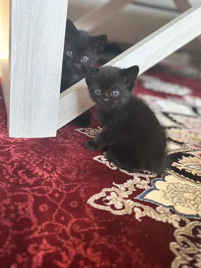 kitten for rehoming | Cats & Kittens for Rehoming | Winnipeg | Free ...