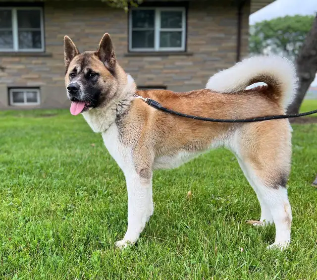 Bruno & Brownie in Dogs & Puppies for Rehoming in St. Catharines - Image 3