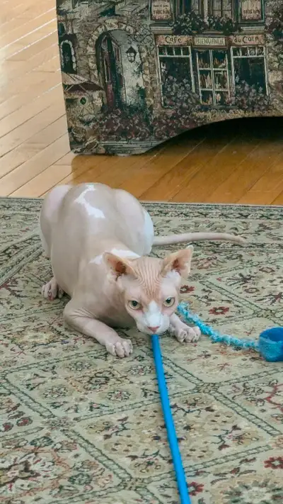 Chat Sphynx mâle – 1 an Vermifugé Opéré Micropucé Propre à la litière Vendu avec bac litiere et cage...