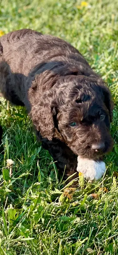 Aussiedoodle Puppies, View more