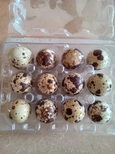 I get 5 fresh coturnix and some mixed with caledon quail eggs every day, and in every dozen there is...