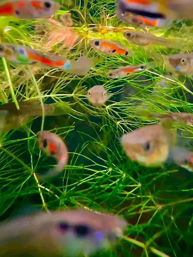 Endler Guppies in Fish for Rehoming in Kitchener / Waterloo - Image 4