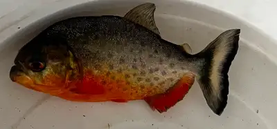Piranhas for sale, View more
