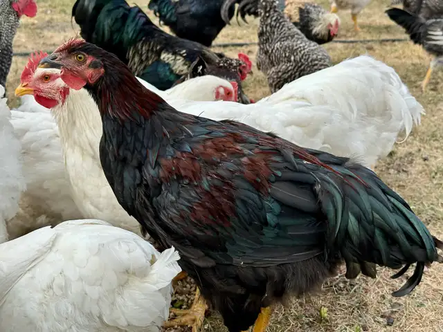 BYC ROSTERS in Livestock in Vernon - Image 3