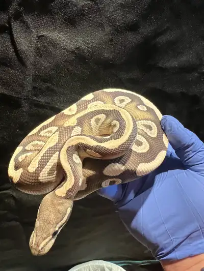 Mojave desert ghost male , View more