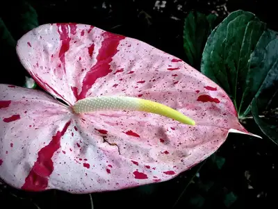anthurium shibori : rare, View more