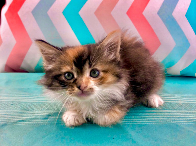 Maine Coon - She’s a Beautiful Calico! in Cats & Kittens for Rehoming in Barrie