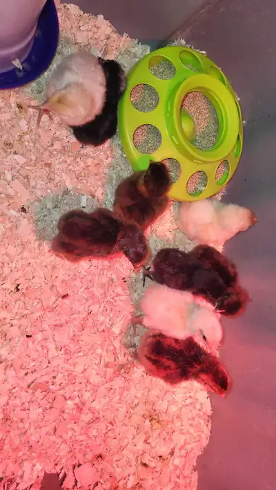 Spring Chicks , View more