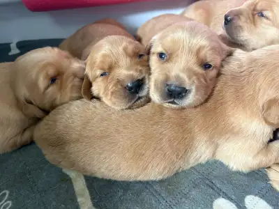 Golden Retriever Puppies - 7 available, View more
