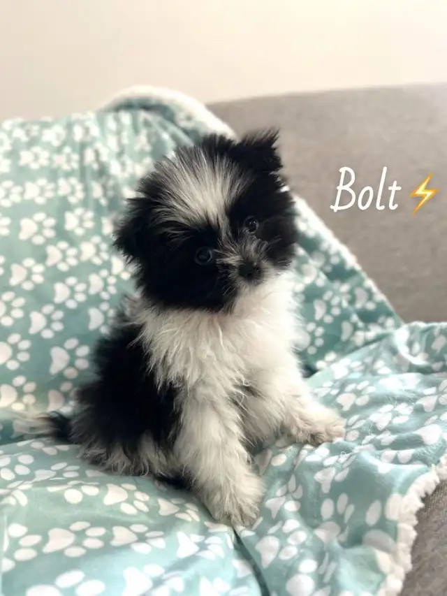 ❤️ Tiny Teddy Bears ❤️ in Dogs & Puppies for Rehoming in Edmonton - Image 2