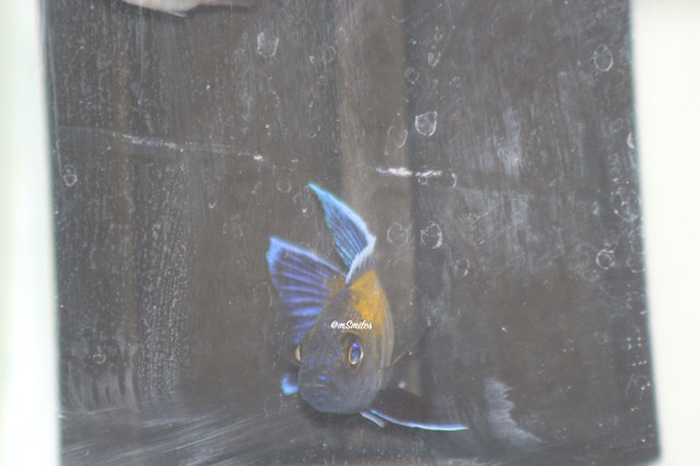 African Cichlid Walteri peacick for sale in Fish for Rehoming in Oshawa / Durham Region - Image 3