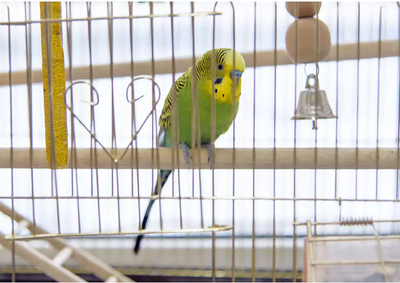 2 Budgies with Cage for Sale, View more