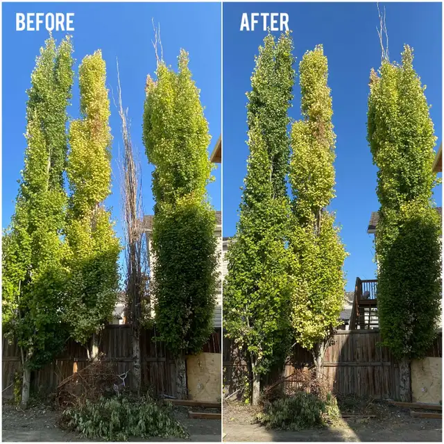 Tree service *ISA certified arborist* NW in Other in Calgary - Image 4