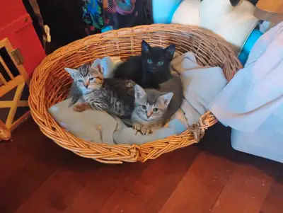 kittens for adoption, View more