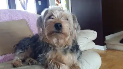 DOG Sitter in Vaughan, View more