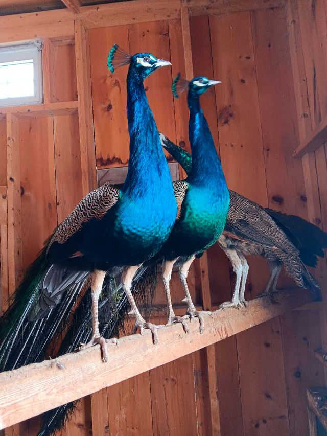 Colorful  in Birds for Rehoming in Grand Bend