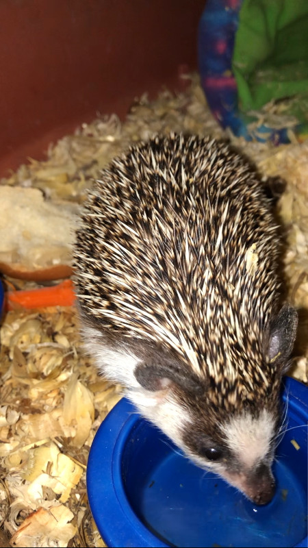 Hedgehog and supplies in Small Animals for Rehoming in Edmonton - Image 2
