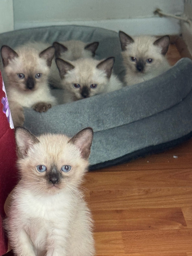 chaton siamois a vendre (Reste Que 2 femelle et male dans Chats et chatons à adopter  à Longueuil/Rive Sud