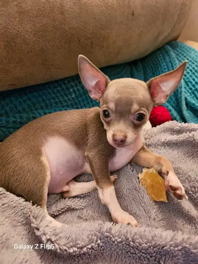 Chiots Chihuahua, View more