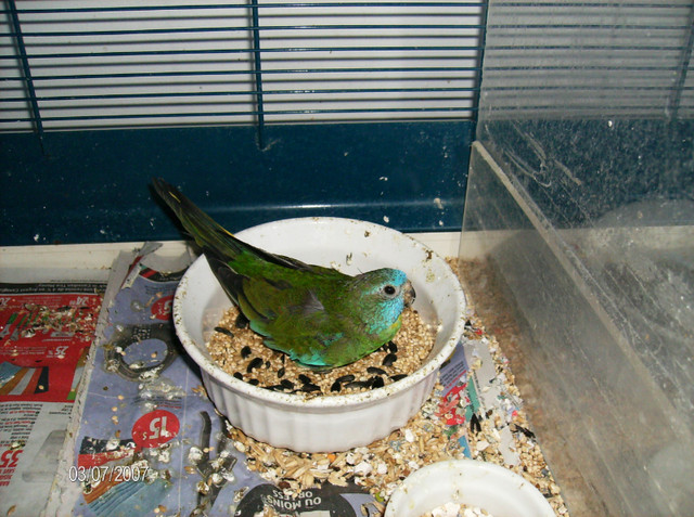 Looking for female splendid parakeet Recherch perruche splendide in Birds for Rehoming in Bathurst