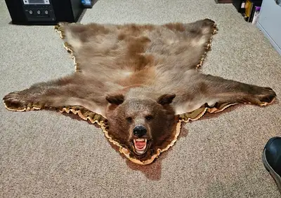 Nice Small Black Bear rug- brown color - comes with legal numbers- far below taxidermy costs to moun...