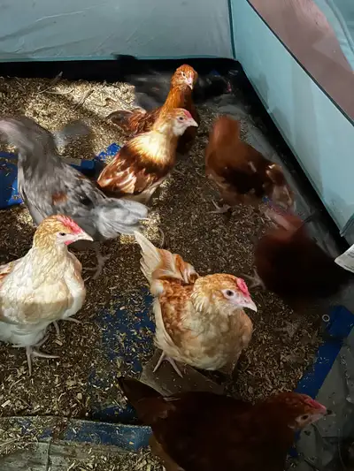 F1 Olive Egger Rooster - 11 week old, View more