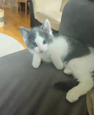 Kitten / Chaton, View more