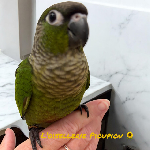 femme conure à joues vertes standards  dans Oiseaux à adopter  à Lanaudière - Image 3