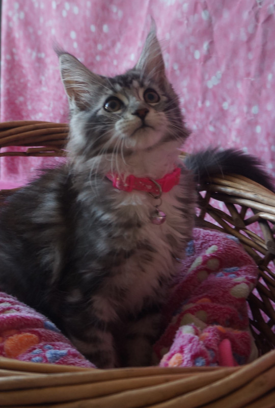 Main Coon kittens for sale   Purr-Ty Cat Paradise in Cats & Kittens for Rehoming in North Bay