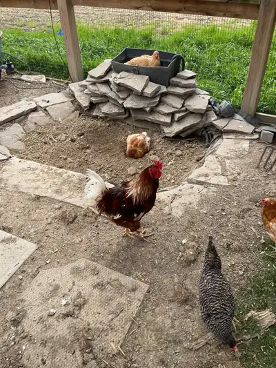 Big red looking for new home.  Too many roosters in my coop., View more
