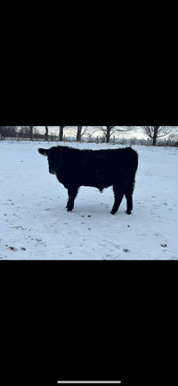Yearling black angus bull for sale 