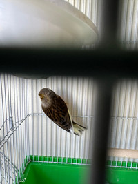 Female canary.