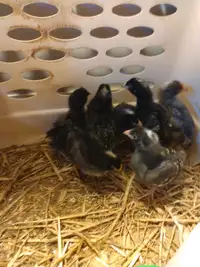 10 barred chick available, week old 50$ for all 