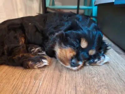 Cocker Spaniel Puppy, View more