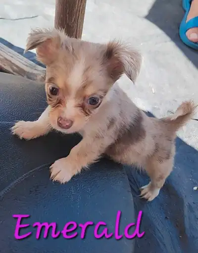 4 LEFT - Adorable Chihuahua Girls, View more