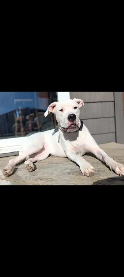 2.5 Year old Dogo w, View more